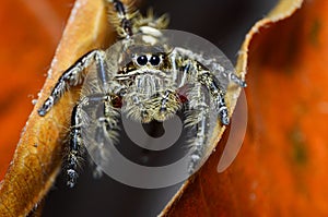 spiders propagate between leaves