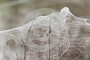 Spiders and sheets of spider webs on vegetation after floods