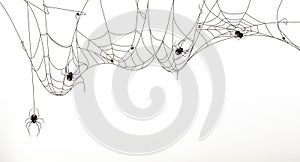 Spiders and spider web