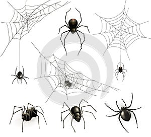 Spiders and spider web