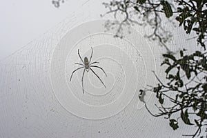 Spiders, spiders in the wild, insects, animals, nature.