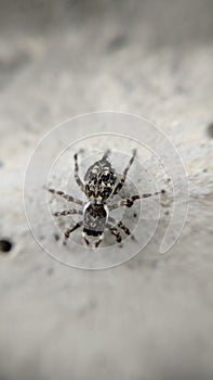 Spiders are stalking their prey from afar