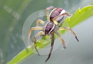 Spiders stray - Pisauridae.