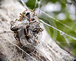 Spiders stucked to each other in web photo