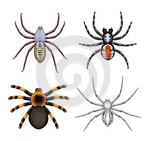 Spiders. Top view scary realistic spiders toxic insects decent vector templates collection