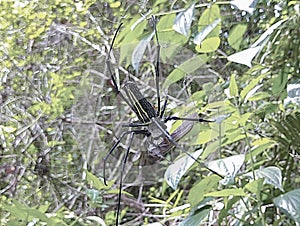 Spiders trapping prey in Sentul, Bogor, Indonesia