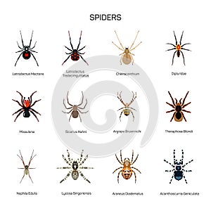 Spiders vector set in flat style design. Different kind of spider species icons collection.