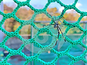 Spiders walk on webs, beautiful spider background, close up spider