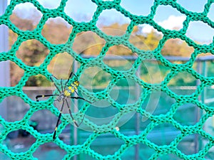 Spiders walk on webs, beautiful spider background, close up spider