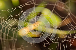 Spiders web covered in tiny dew drops glistening in the early morning