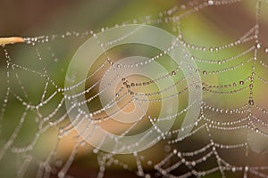 Spiders web covered in tiny dew drops glistening in the early morning