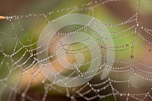 Spiders web covered in tiny dew drops glistening in the early morning