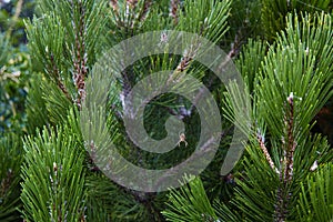 Spiders on a web entwined pine branches