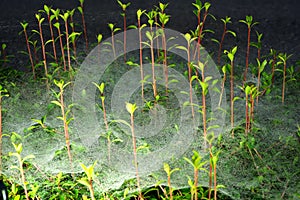 Spiders web in the mist