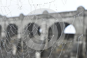 Spiders web in the morning mist