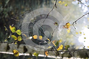 Spiders web on the twig. Indian summer. Dew drops in sun