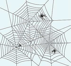 Spiders and webs