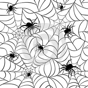 Spiders on Webs photo