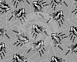 Spiders and webs on a grey background