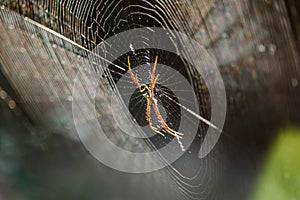 SpidersArgiope versicolor-Spiders on webs.