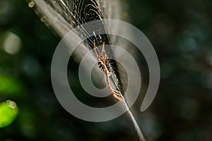 SpidersArgiope versicolor-Spiders on webs.