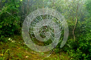 Spiderweb