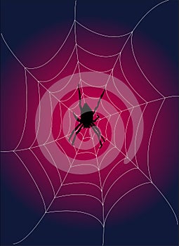 Spiderweb