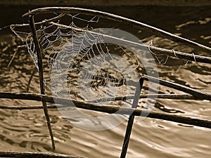 Spiderweb