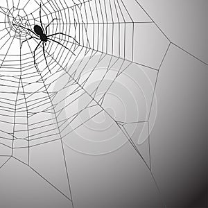 Spiderweb Background photo