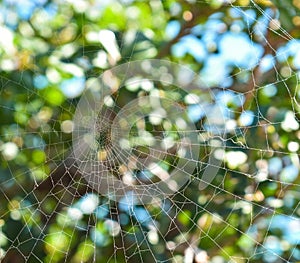 Spiderweb