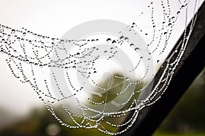 Spiderweb