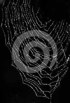 Spiderweb on black background photo
