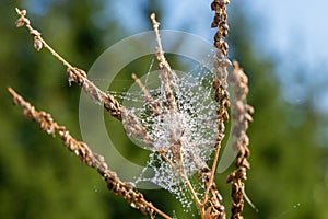 Spider braided branches web