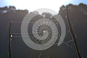 Spiderweb between branches. Australia.