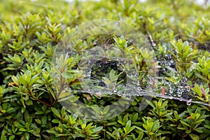 Spiderweb on the bush with Dewdrops