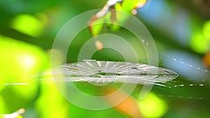 Spiderweb Catching The Morning Breeze Bokeh Backgroung