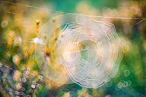 spiderweb cobweb in forest