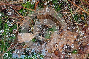 Spiderweb covered with dew drops