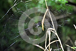 Spiderweb details with spider