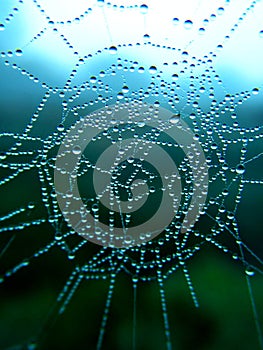 Spiderweb in the dew