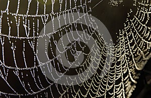 Spiderweb with dew droplets