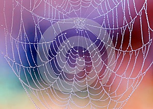 Spiderweb With Dew Drops