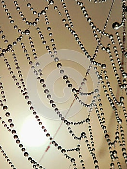 Spiderweb Dew Drops Art Abstract Nature