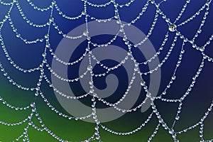 Spiderweb with dew drops