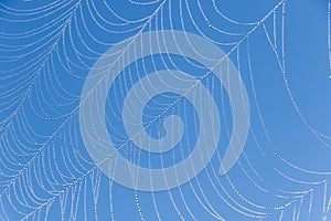 Spiderweb with dew drops and blue sky background