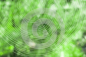 Spiderweb with dew drops macro selective focus