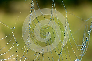 Spiderweb with dew drops macro selective focus