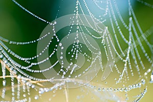 Spiderweb with dew drops macro selective focus