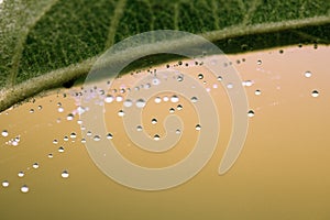 spiderweb dew drops shimmer in sun macro shot