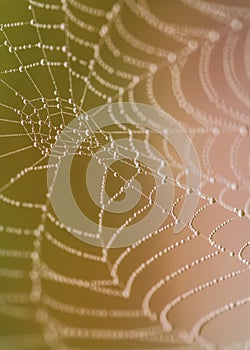 Spiderweb with dew drops in warm light